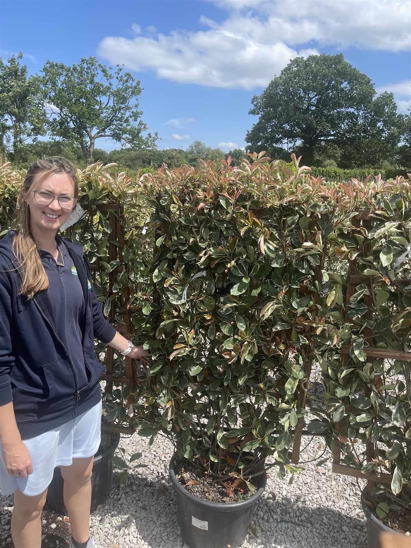 Pleached Trees for Sale in the UK | Specialist Grown & Delivered — Page ...