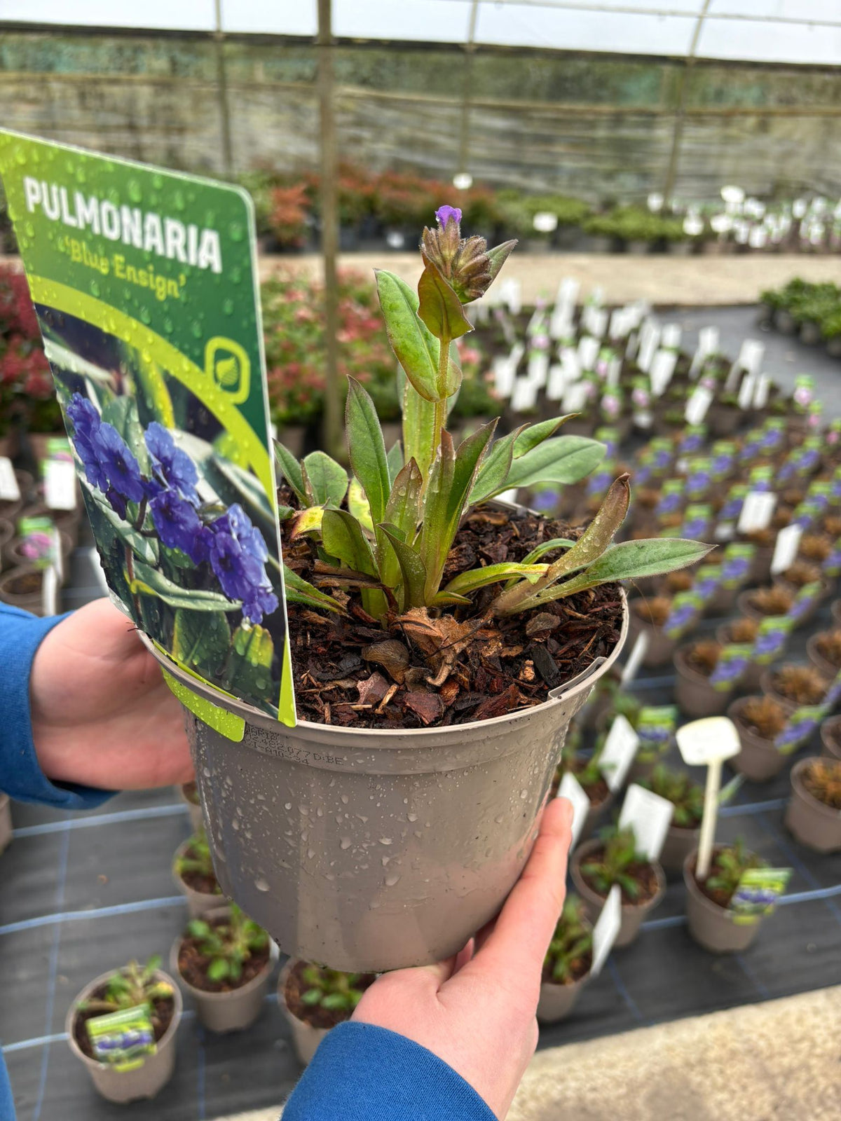 Pulmonaria Blue Ensign 2 Litre Pot