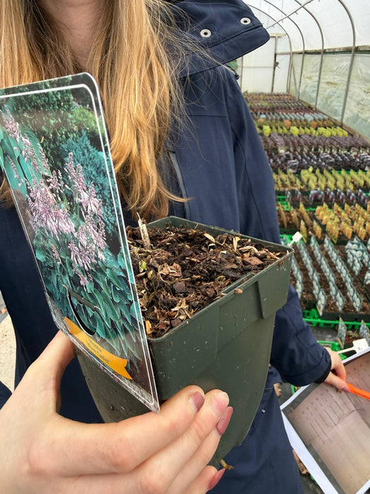 Hosta Blue Cadet 11 cm Pot
