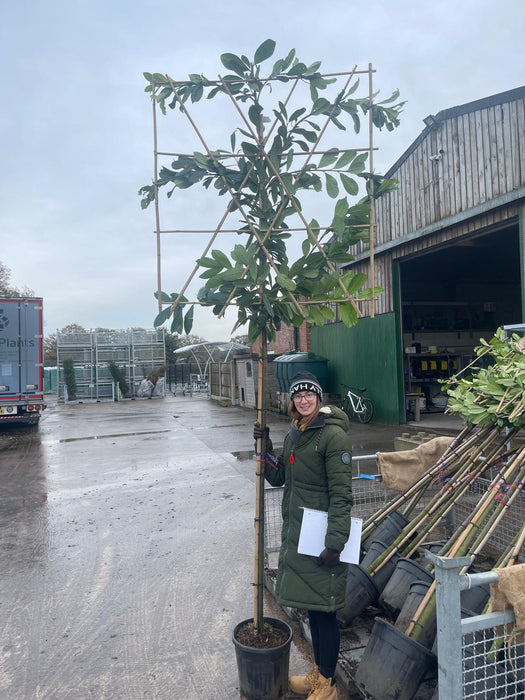Prunus laurel Novita Pleached 25 Litre 180cm Stem 120x120cm Frame
