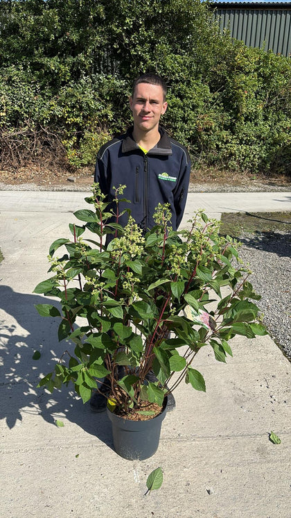 Hydrangea Paniculata Pinky Winky 12 Litre Pot 80/100cm