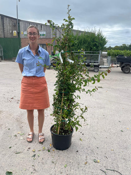 Chaenomeles speciosa Nivalis 20 Litre Pot 180/190cm