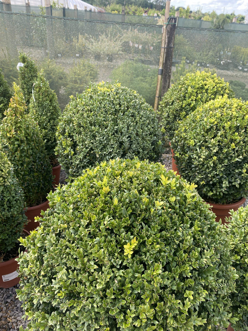 Buxus Ball 25 Litre Pot 55/60cm Wide