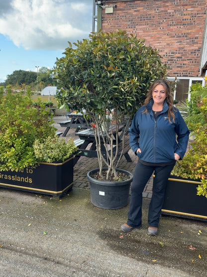 Photinia Red Robin Multi Stem Parachute 50 Litre Pot 150/160cm