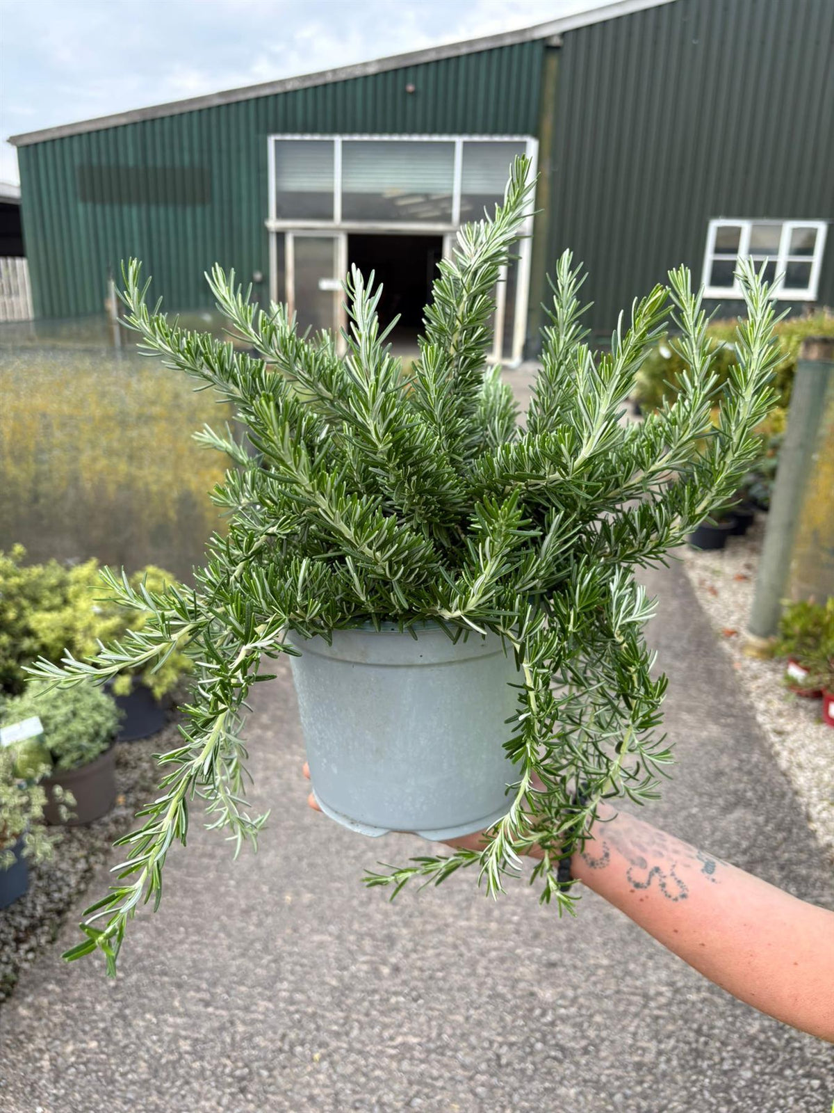 Rosmarinus Prostratus 3.5  Litre Pot