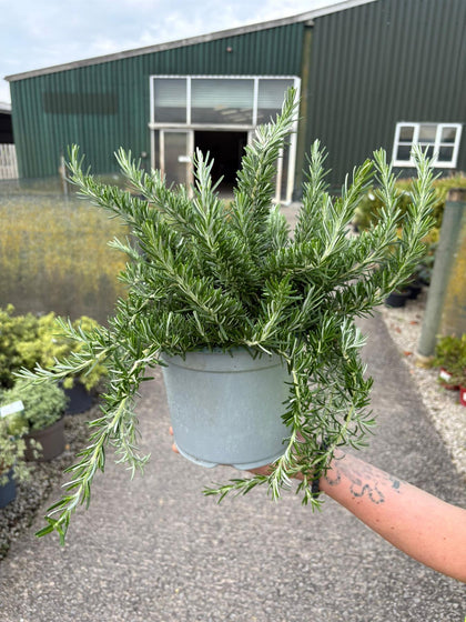 Rosmarinus Prostratus 3.5  Litre Pot