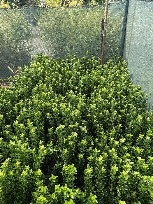 Euonymus Jap. Green Spire 5 Litre Pot