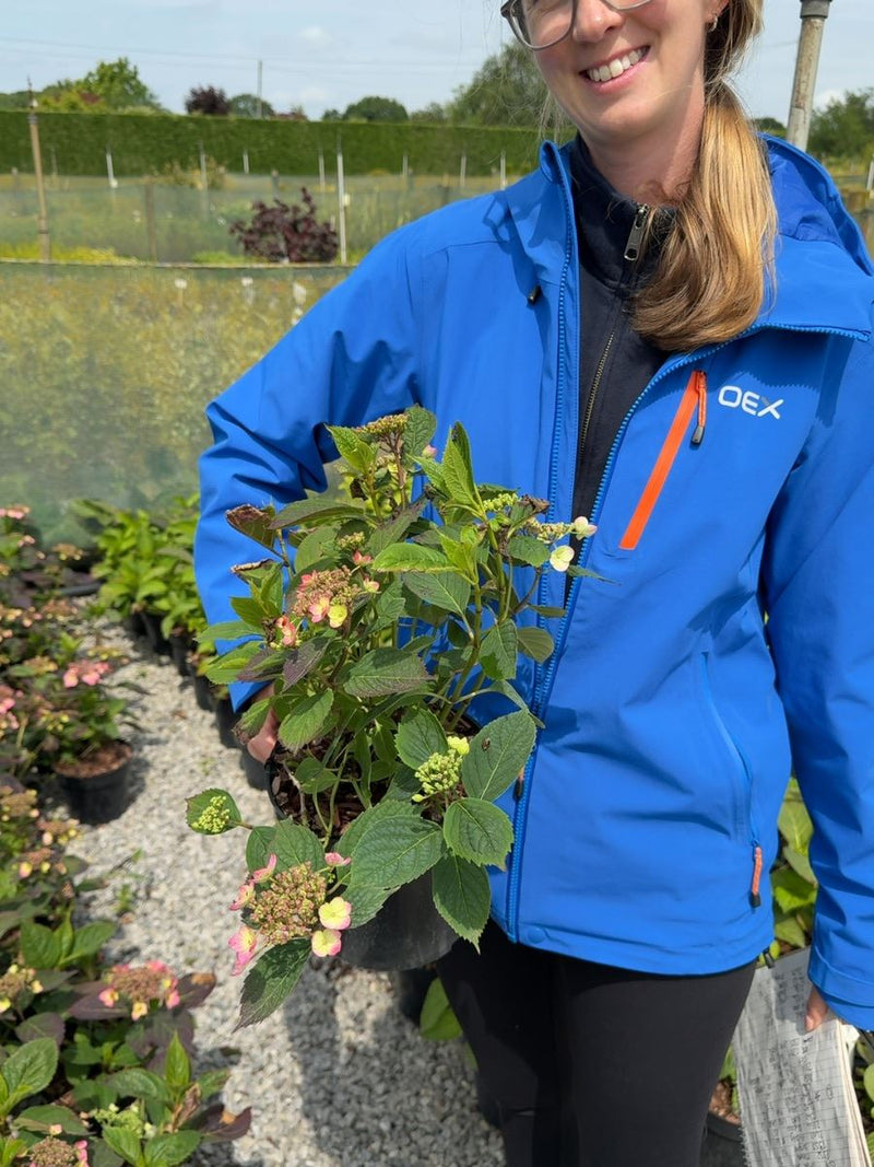 Hydrangea serrata 'Magic Pillow' - Mountain Hydrangea 3 Litre Pot