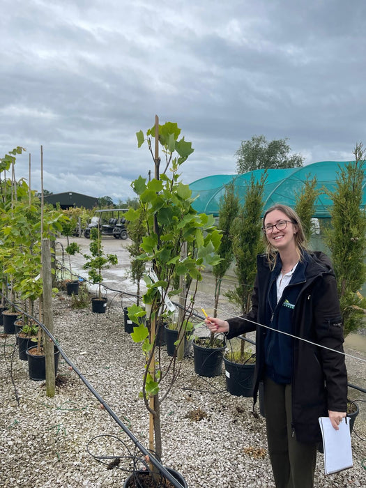 Liriodendron tulipifera Fastigiatum 15 Litre Pot