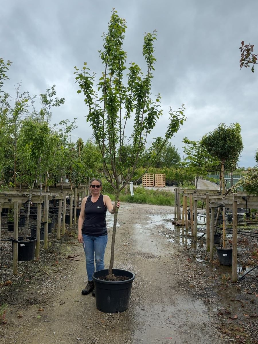 Plum domestica ‘Reine Claude d’Oullins’ Heavy Half Standard 12/14cm
