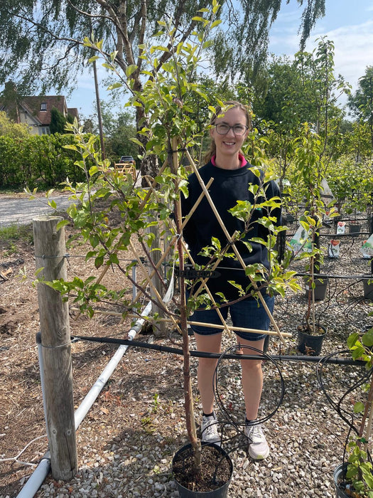 Apple Cox's Orange Pippin 7.5 Litre Fan Trained