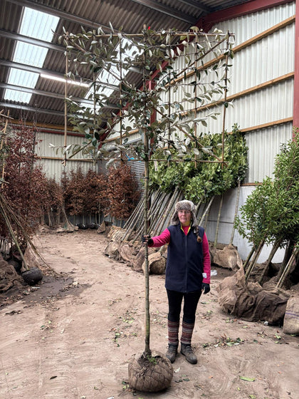 Elaeagnus Ebbingei Pleached Std 8/10cm Girth 180cm Stem 120 Tall x150cm Wide