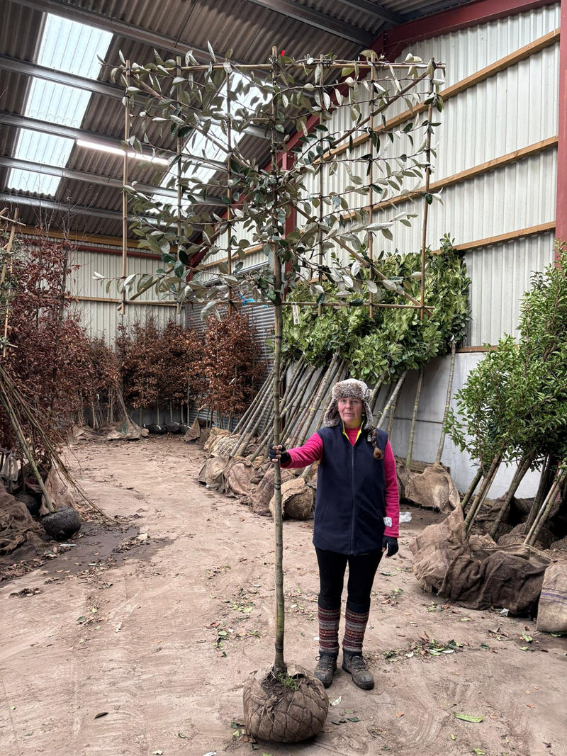 Elaeagnus Ebbingei Pleached Std 8/10cm Girth 180cm Stem 120 Tall x150cm Wide Ready June