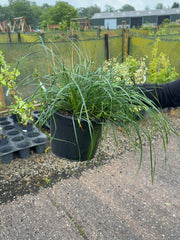 Sesleria Autumnalis 5 Litre Pot
