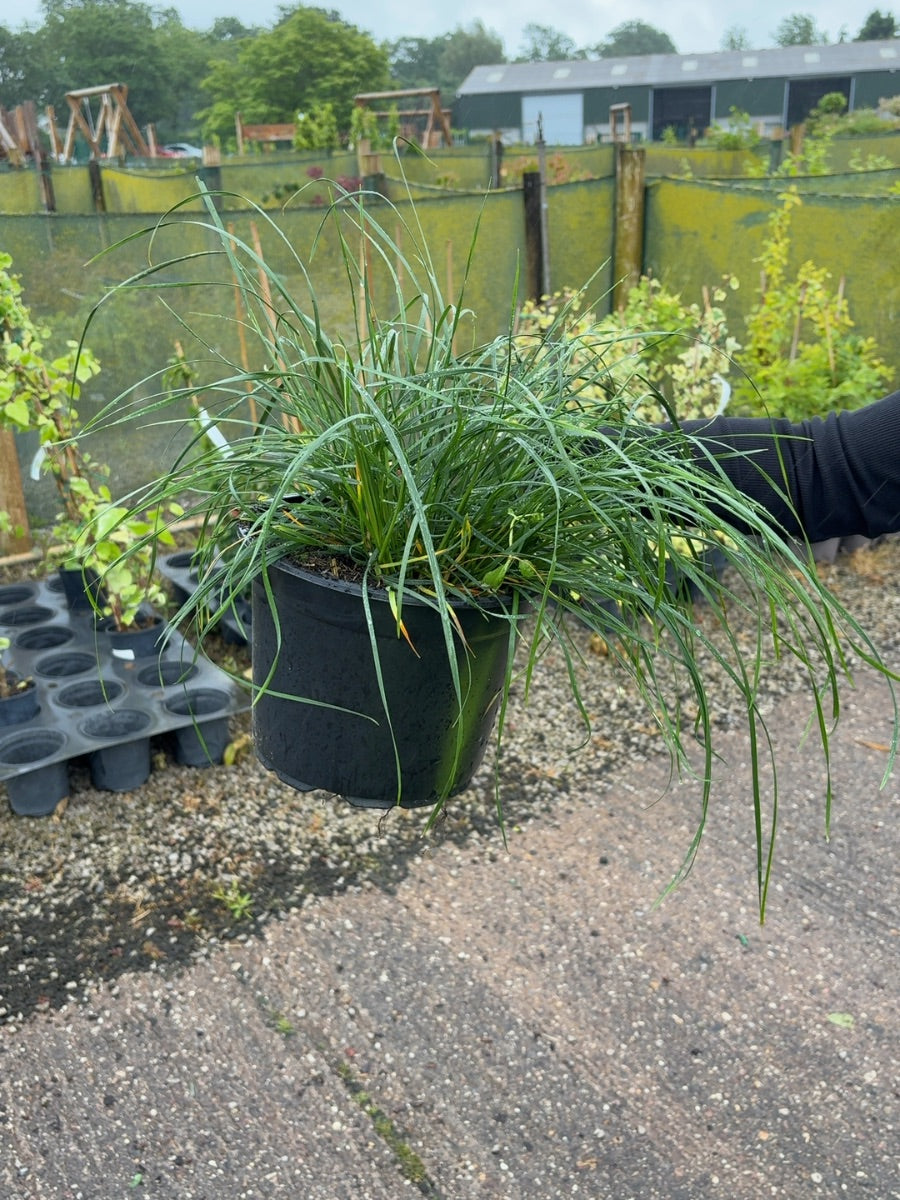 Sesleria Autumnalis 5 Litre Pot