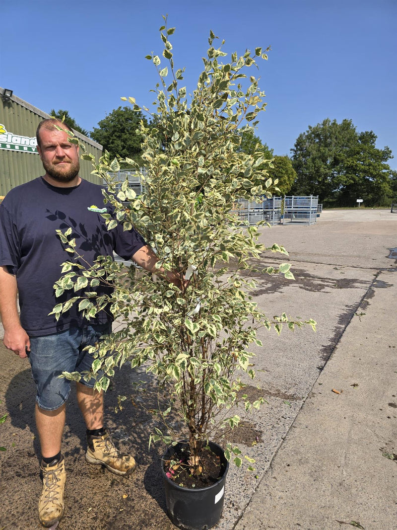 Betula nigra Shiloh Splash 20 Litre Pot 150/175cm Tall