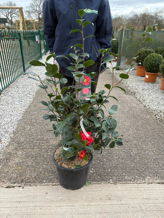 Camellia Jap. Blood of China 15 Litre Pot