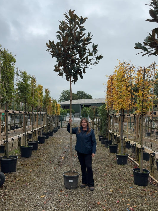 Magnolia Grandiflora Gallisoniensis Full Standard 8/10cm Girth 30 Litre Pot