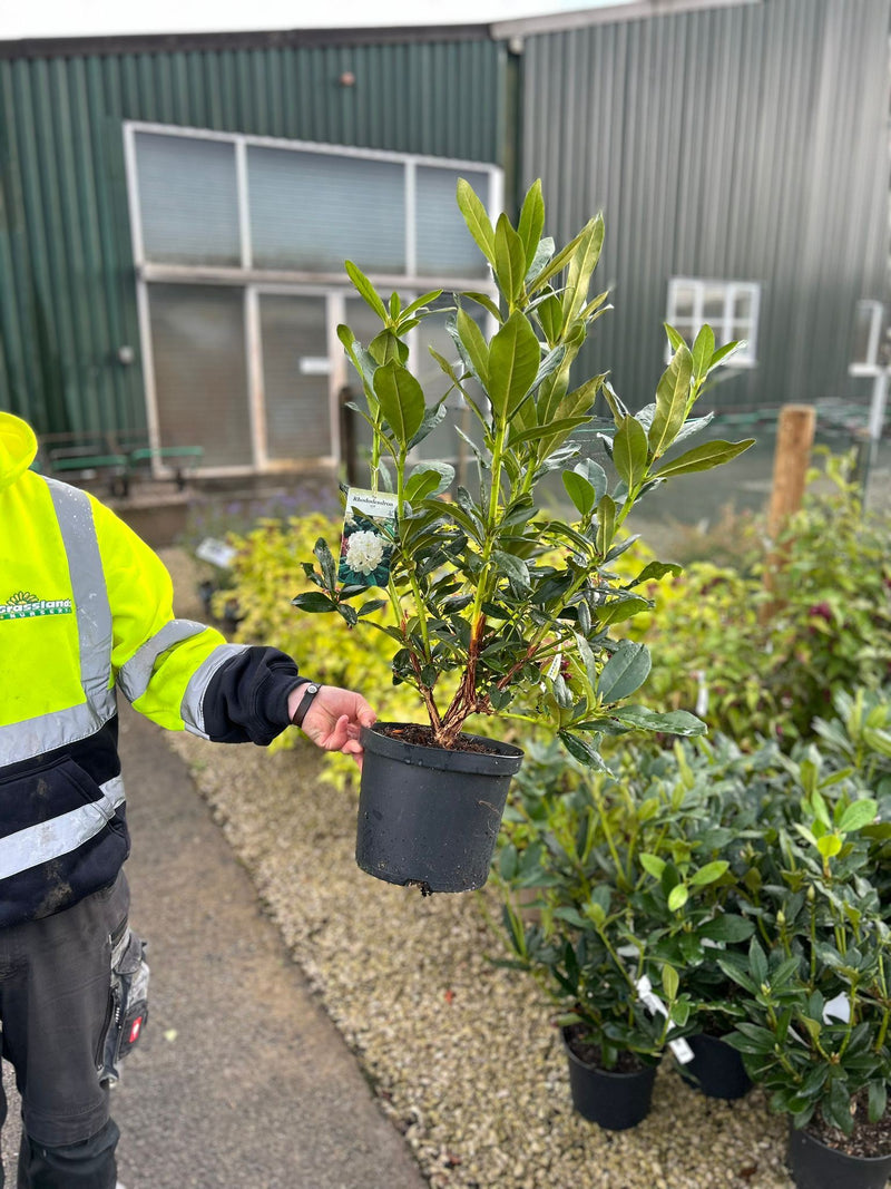 Rhododendron Hybrid Cunninghams White 5 Litre Pot