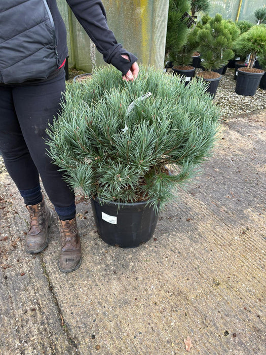 Pinus Sylvestris Watereri 35 Litre Pot