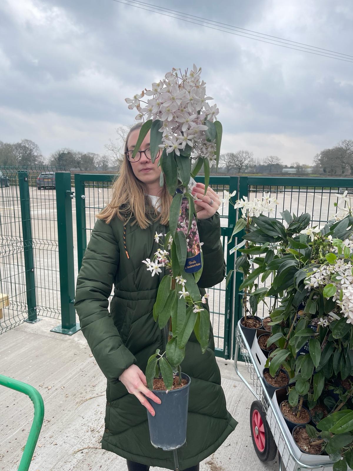 Clematis Armandii Hendersoni Rubra 2 Litre Pot