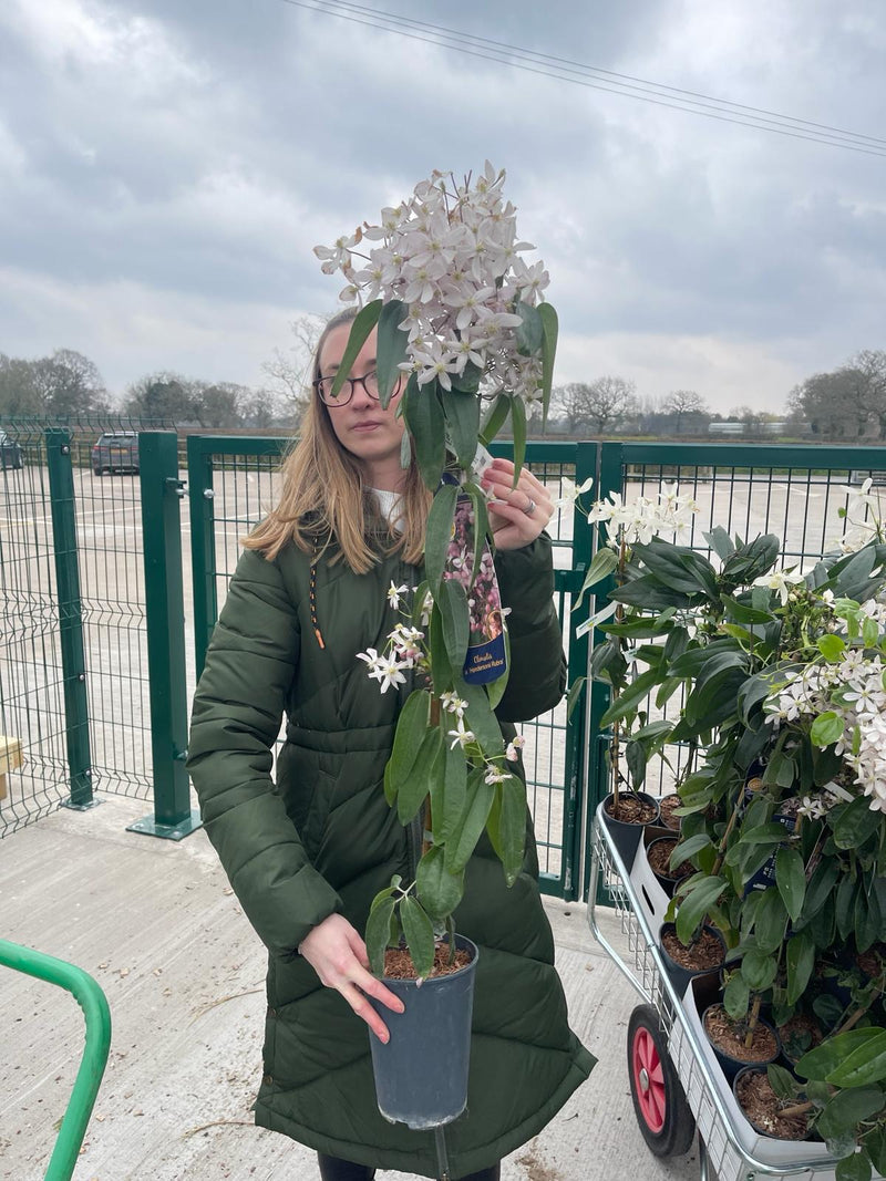Clematis Armandii Hendersoni Rubra 2 Litre Pot