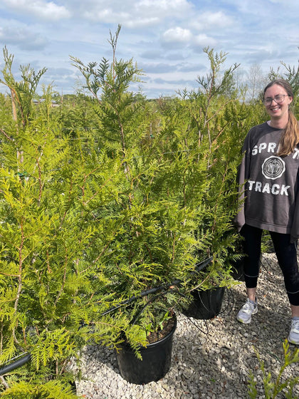 Thuja Plicata Atrovirens 140/150cm 25 Litre Pot