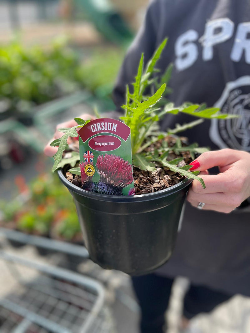 Cirsium Attropurpureum 3 Litre Pot