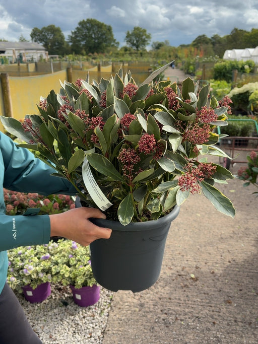Skimmia Japonica Perosa 7.5 Litre Pot