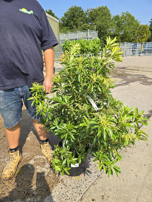 Pieris Japonica Forest Flame 20 Litre Pot 80/100cm Tall
