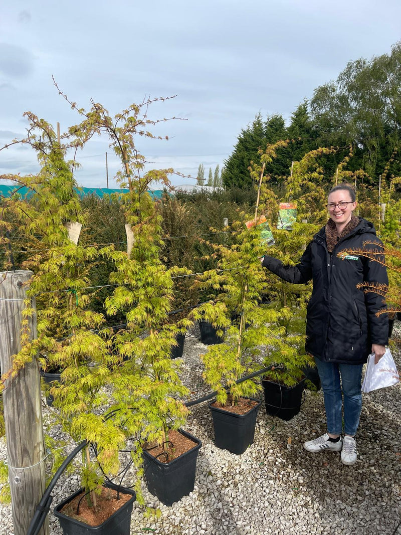 Acer palmatum Emerald Lace 14 Litre Pot