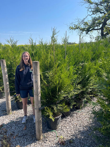Thuja plicata Atrovirens 25 Litre Pot 160/180 Extra Wide