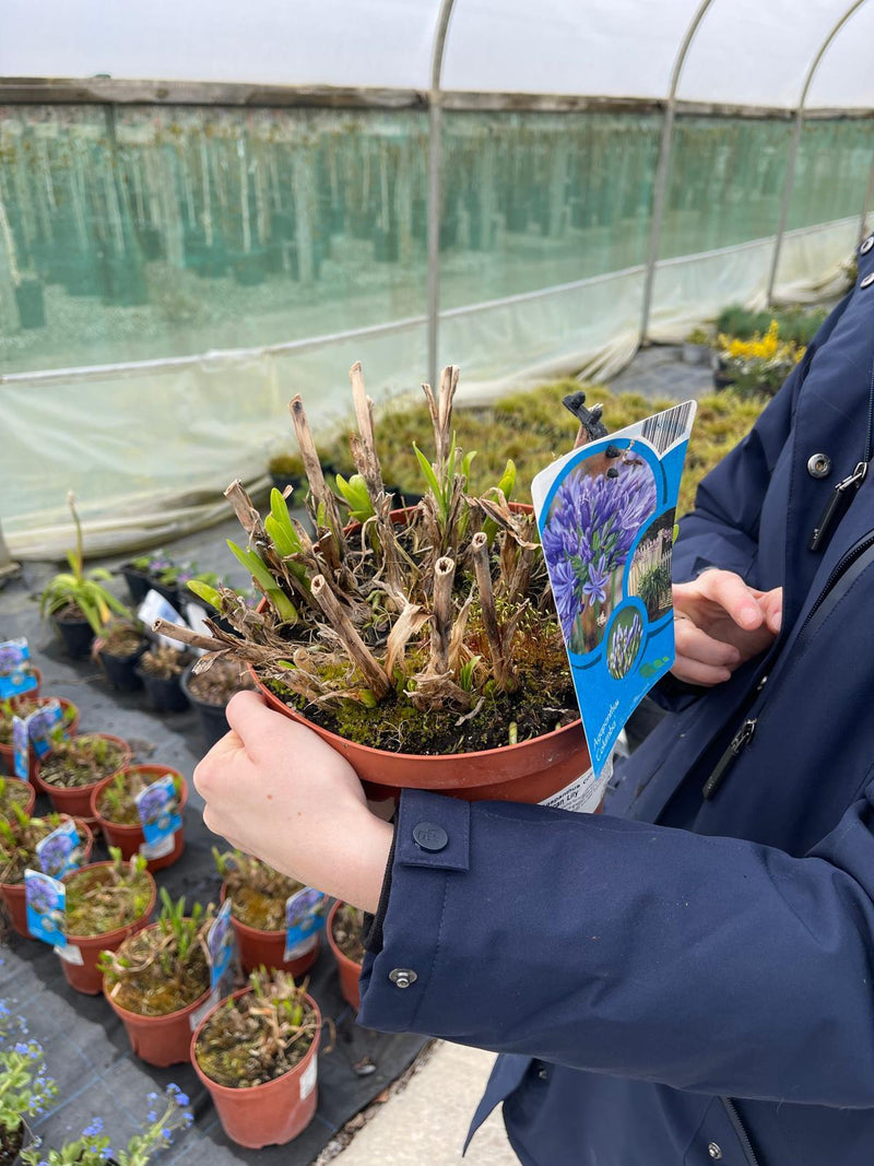 Agapanthus Columba 5 Litre Pot