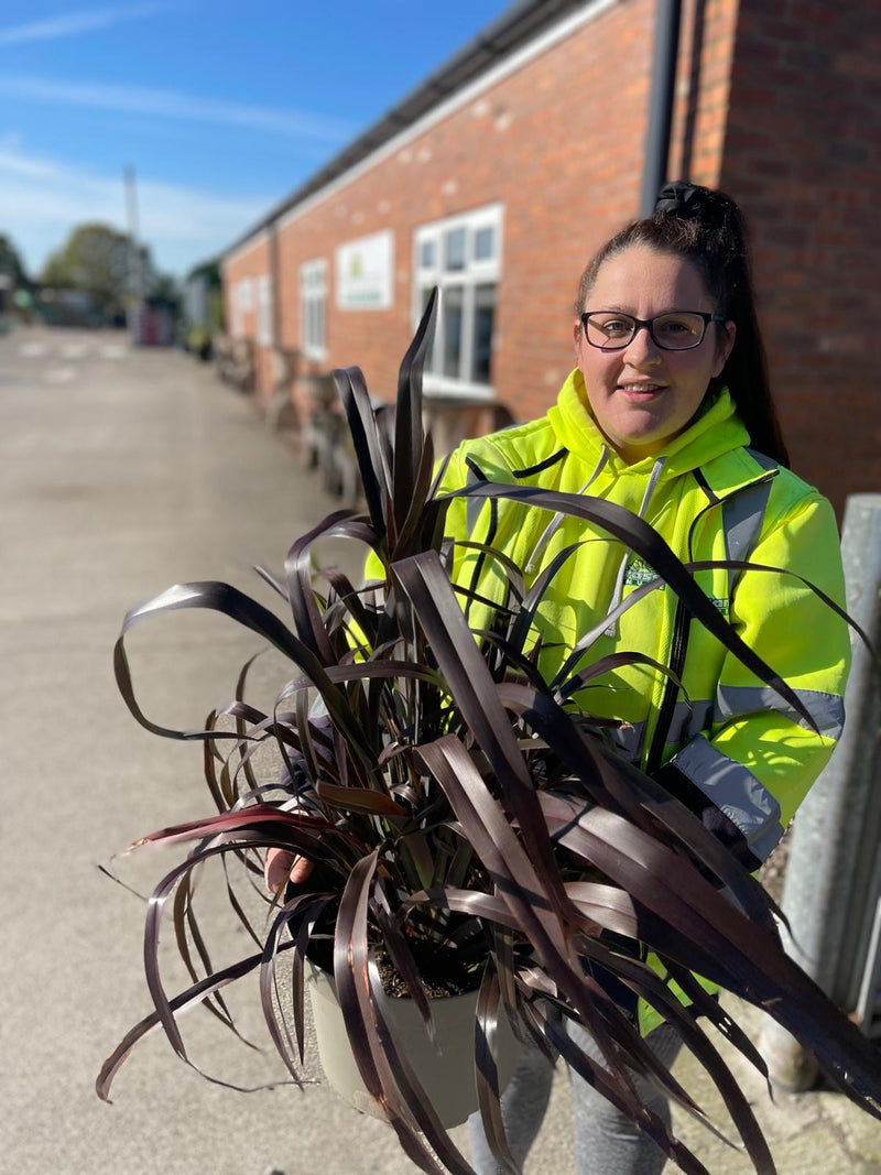 Phormium Platt's Black 10 Litre Pot
