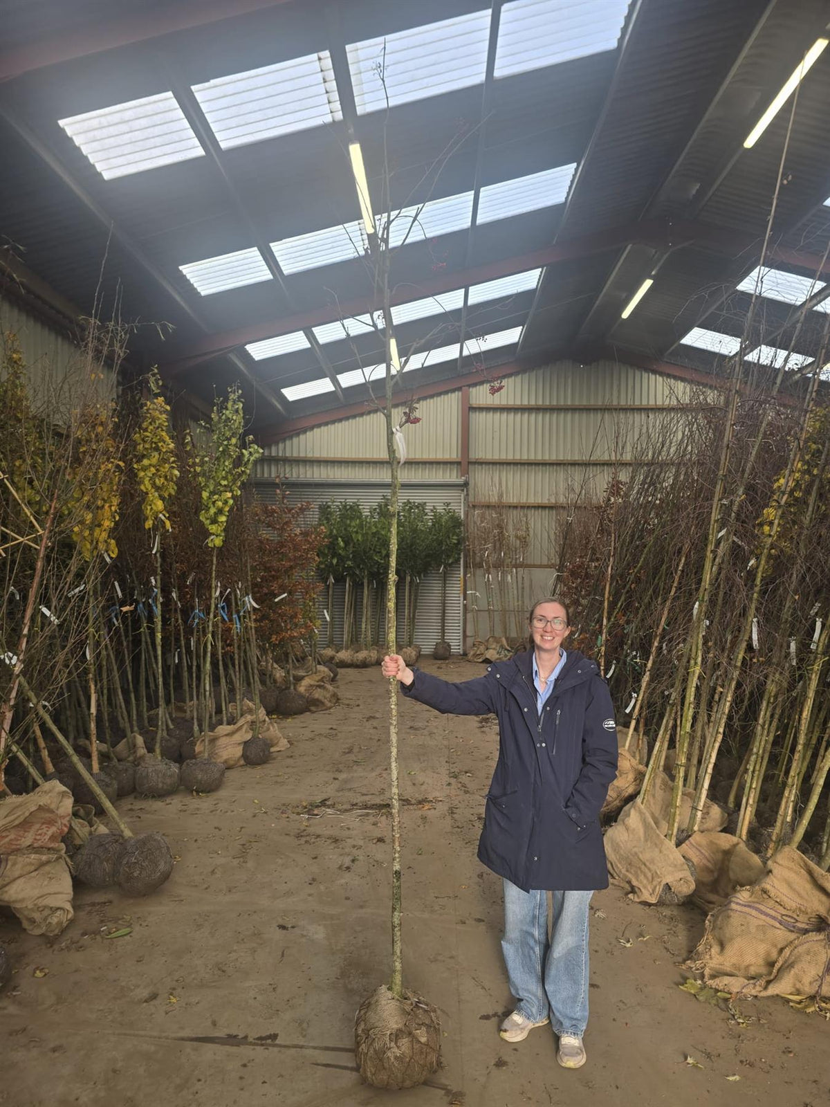 Sorbus Aucuparia Standard 8-10cm Girth Root Ball Delivery From November Onwards