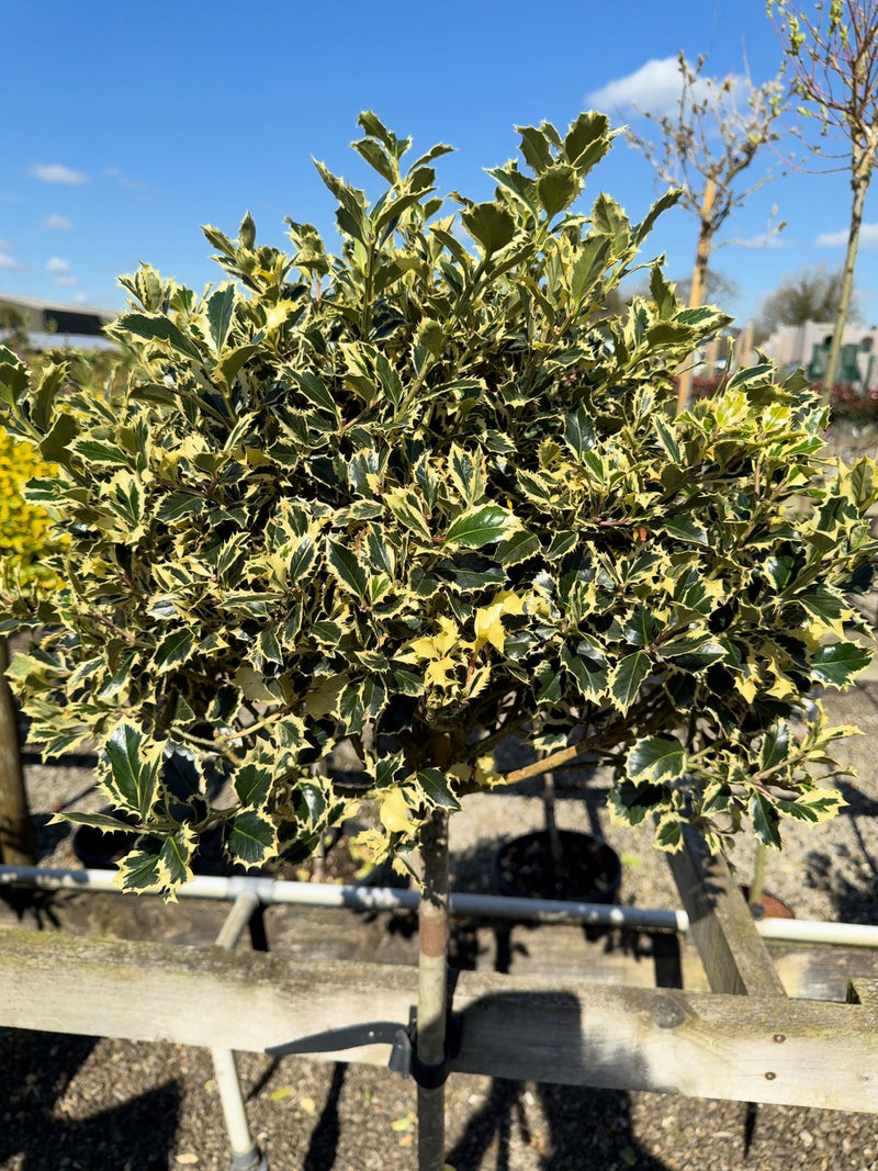 Ilex A. Argentea Marginata 25 Litre Pot 1/2 Standard