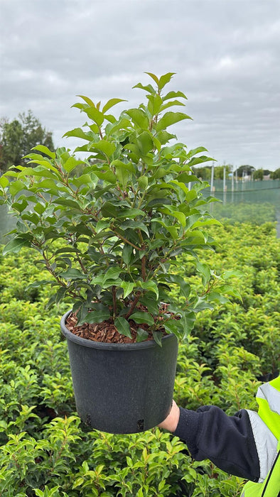 Prunus Brenelia -  Portuguese Laurel 40/60cm 2.5 Litre