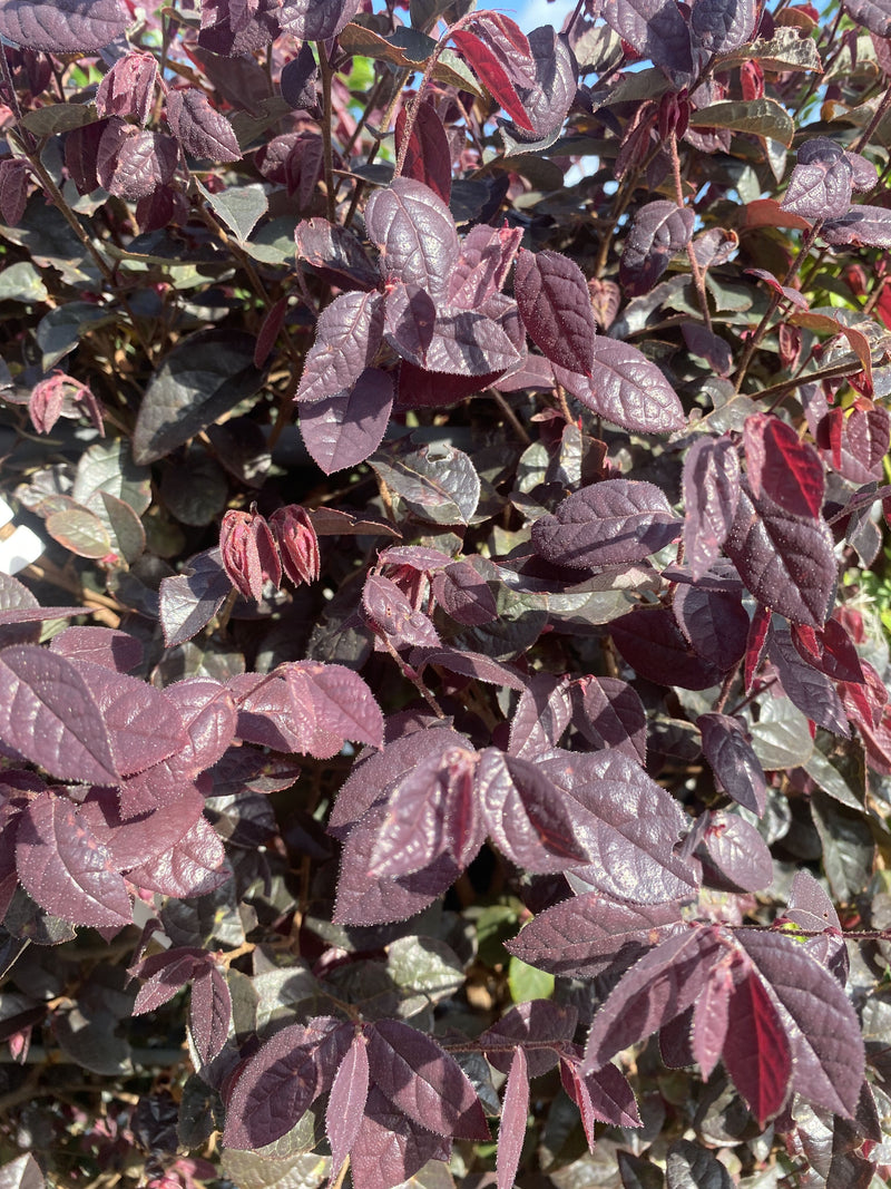 Loropetalum Chinense Black Pearl Pleached Panel 100cm Tall x 60cm Wide