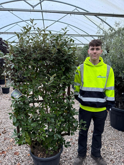Elaeagnus x Ebbingei Pleached Wall Frame 33 Litre 120x70cm