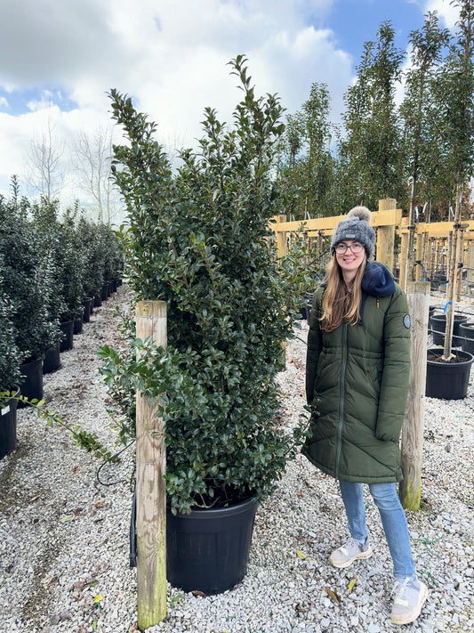 Ilex Meserveae Blue Maid Specimen 160/180cm
