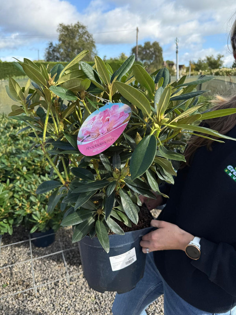 Rhododendron Yak. Percy Wiseman 7.5 Litre Pot  Grasslands Nursery