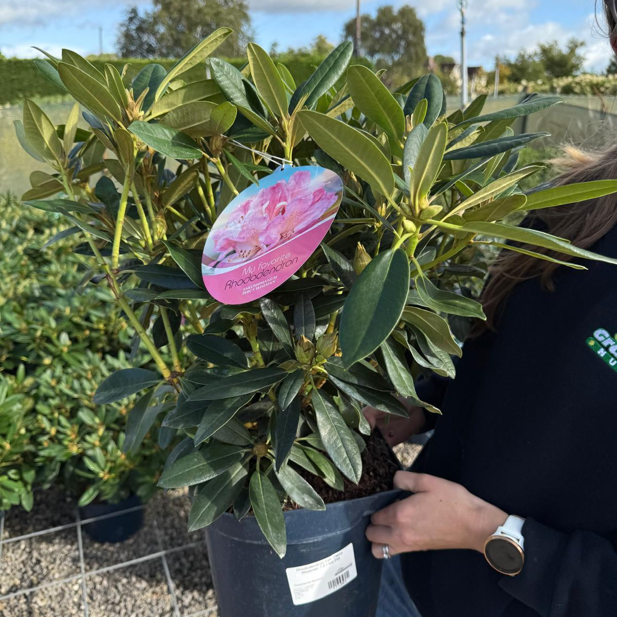Rhododendron Yak. Percy Wiseman 7.5 Litre Pot — Grasslands Nursery