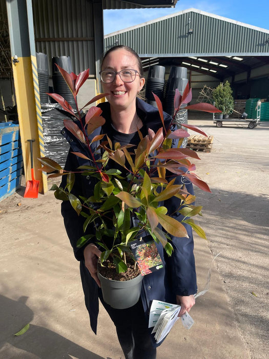 Photinia Red Robin 2 Litre Pot