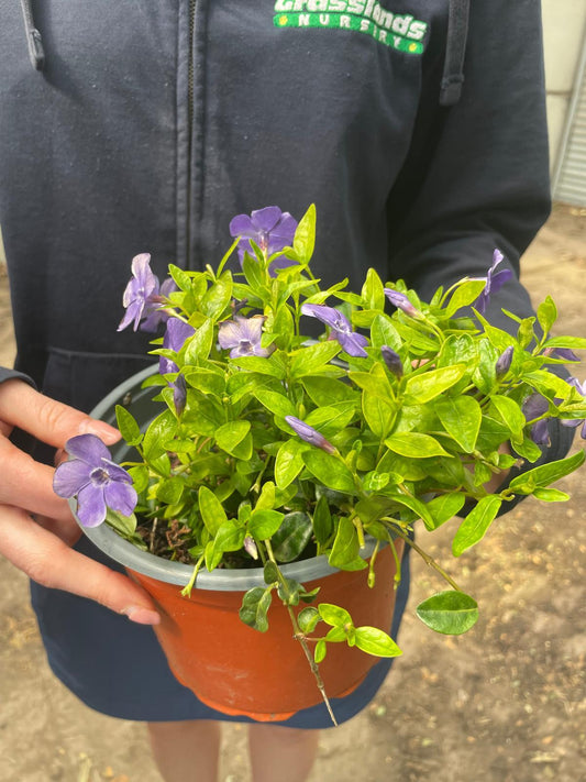 Vinca Minor 2 Litre Pot