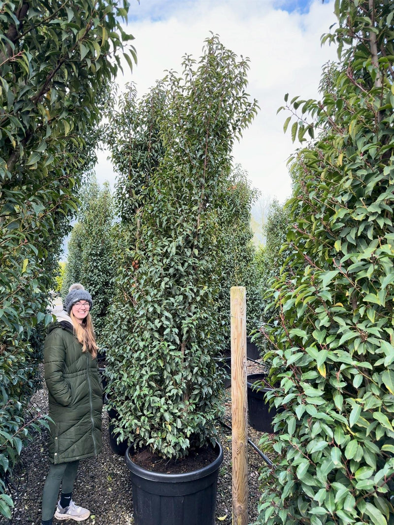 Portuguese Laurel Super Sized 3/3.5m 200 Litre Pot