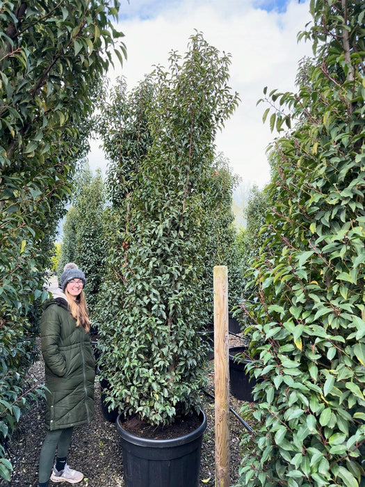 Portuguese Laurel Super Sized 3/3.5m Pre Order/Ready For June