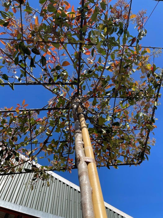 Photinia Red Robin Roof Top 240cm Stem 35 Litre Pot