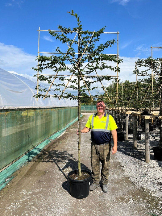 Carpinus B. Pleached Std 10/12G. 150 St 120 x 150 Rootballed