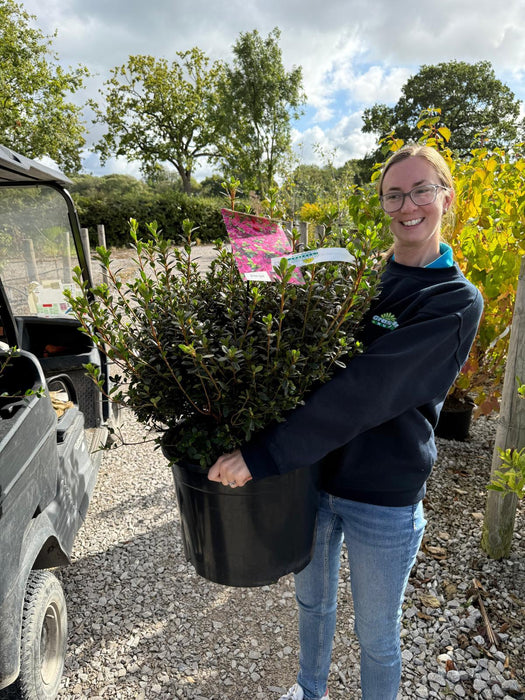 Azalea Japonica Amoena 30 Litre Pot Specimen