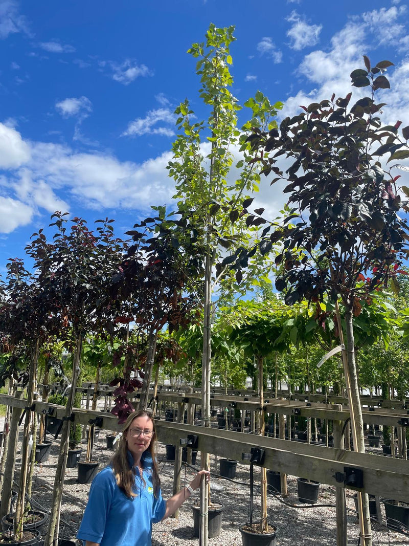 Populus can. Robusta 8/10cm Girth Seconds